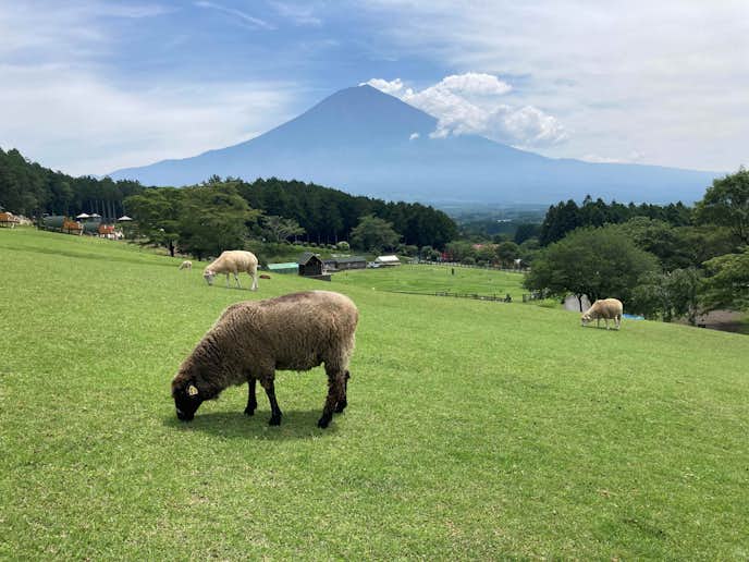静岡県のおすすめ観光スポットはまかいの牧場