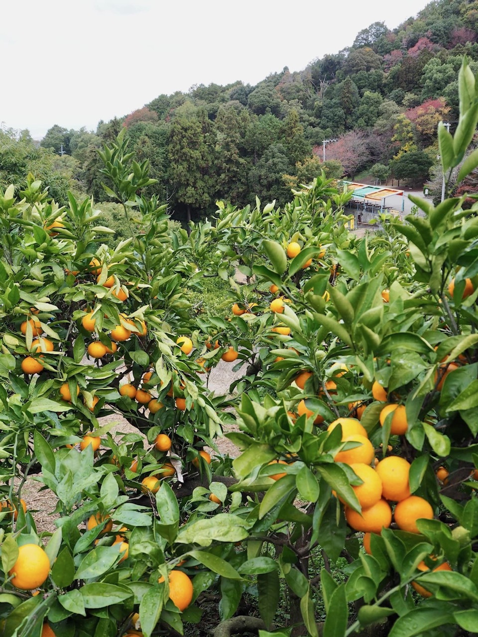 大阪府のおすすめお出かけスポットはやまびこ園