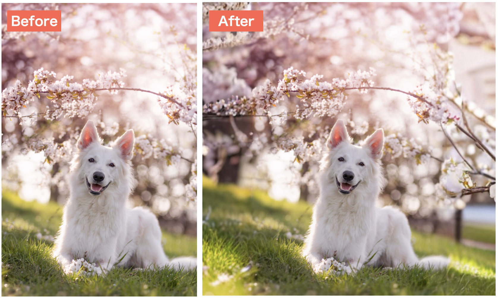 EPIKで背景を拡張した画像