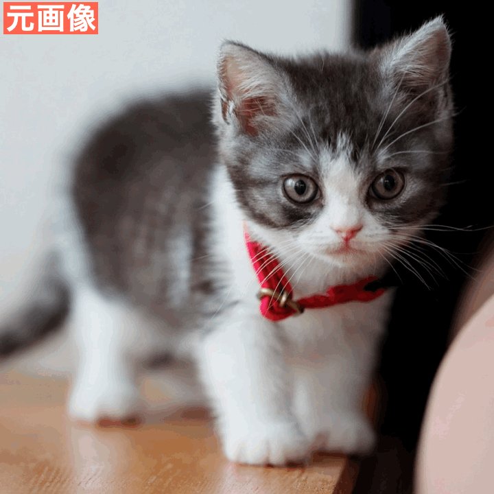 BeautyPlusでペットの写真を可愛く加工してみた