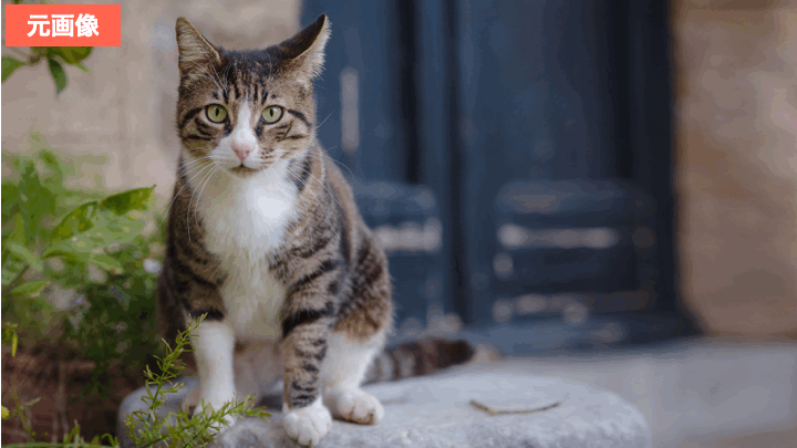 BeautyPlusでペットの証明写真を作成した画像