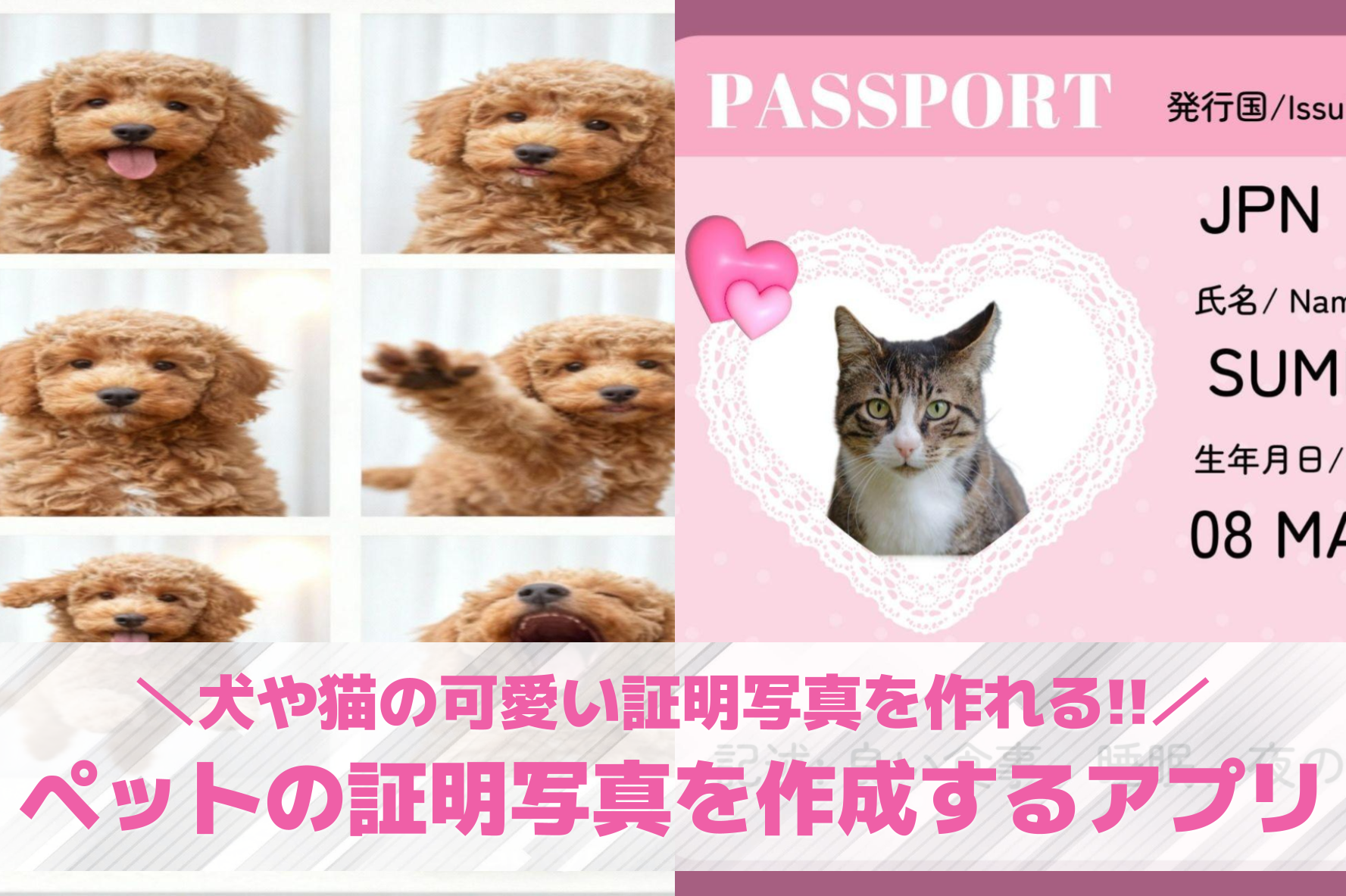 【無料】ペットの証明写真の作り方&amp;...