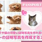 【無料】ペットの証明写真の作り方&おすすめアプリ10選。犬・猫など動物の証明写真アプリを紹介!