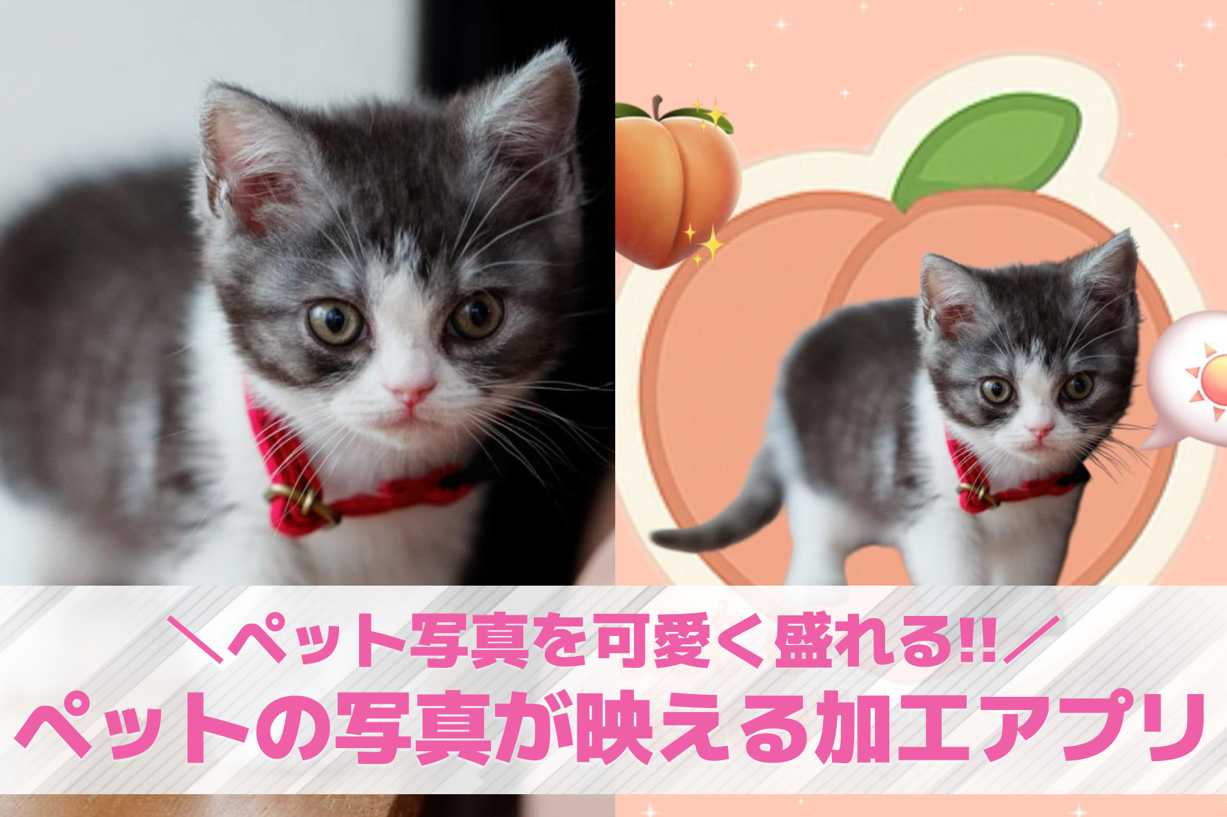 【無料】ペットの写真が映える加工ア...