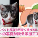 【無料】ペットの写真が映える加工アプリ10選。ペット写真を可愛く盛れるアプリを紹介!