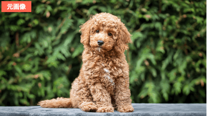 BeautyPlusでペットの証明写真を作成した画像