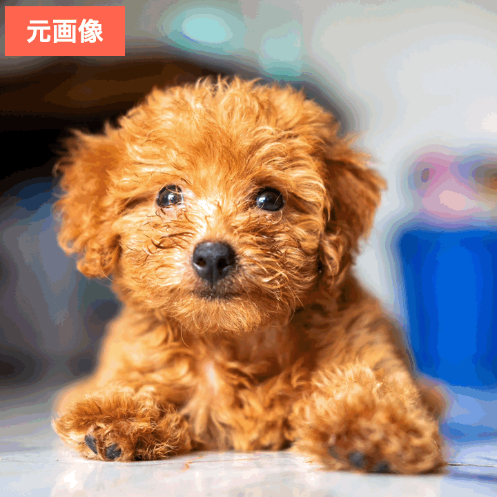 BeautyPlusでペットをイラスト化してみた