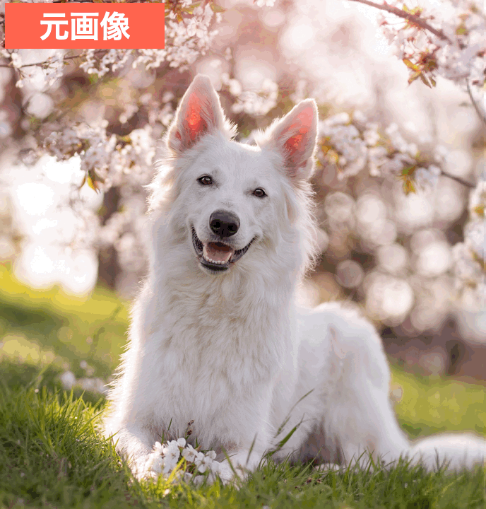 SNOWで犬の写真を可愛く加工した画像