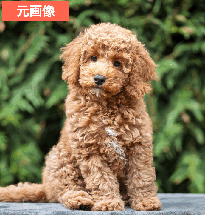 BeautyPlusの『テンプレート』で盛れるわんこ写真を作成した画像