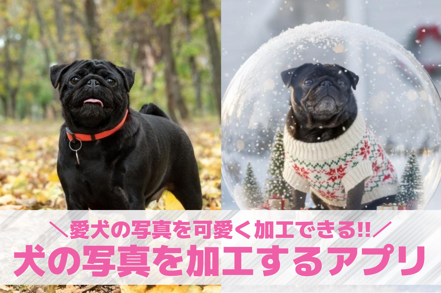 【無料】犬の写真を可愛くする加工ア...
