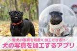 【無料】犬の写真を可愛くする加工アプリ10...