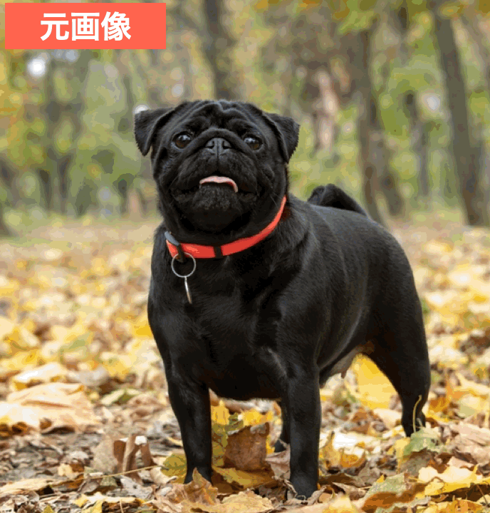 BeautyPlusの『AIフィルター』で愛犬の写真を可愛く加工した画像