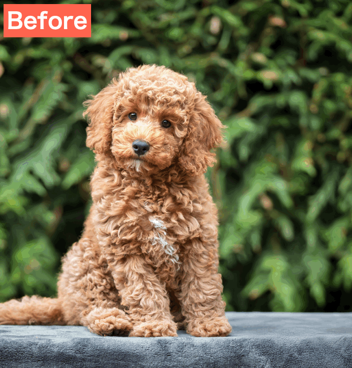 BeautyPlusでペット写真を擬人化した画像