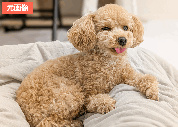 BeautyPlusで背景をぼかして愛犬を際立たせた画像