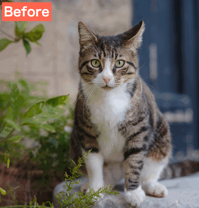 BeautyPlusでペット写真を擬人化した画像