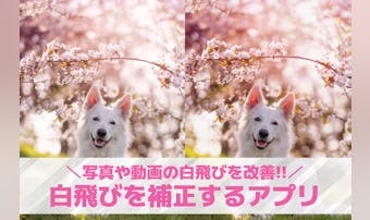 写真の白飛びを補正する方法&おすす...