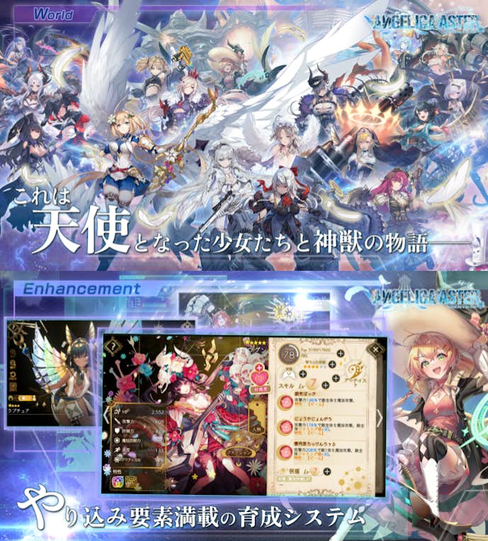 ANGELICA ASTERの詳細画像