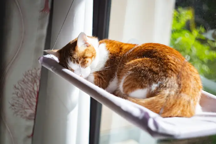 猫用ハンモックのおすすめ16選。安全で猫ちゃんがくつろげる人気商品を大公開!