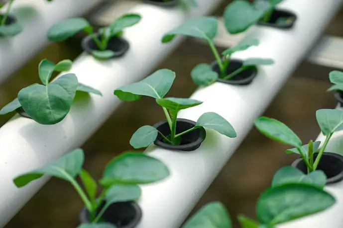 水耕栽培キットのおすすめ16選。土を使わずに家庭菜園を楽しめる人気アイテムとは?