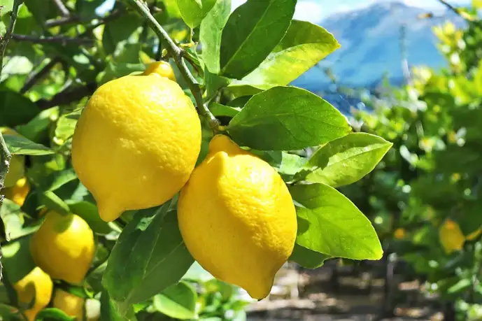通販で買える国産レモンのおすすめ9選。皮まで食べられる無農薬の人気商品を大公開