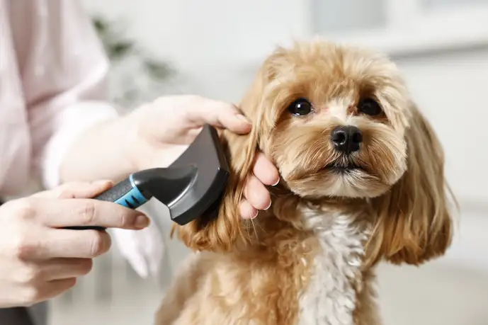 犬用ブラシのおすすめ16選。ブラッシングに最適なピンブラシを徹底比較!