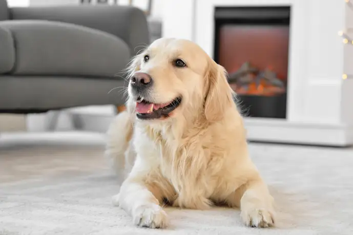 犬用フローリングマットのおすすめ人気ランキング13選【2025】