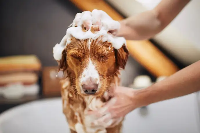 犬用オーガニックシャンプーのおすすめ13選。低刺激で肌に優しい人気商品を紹介!