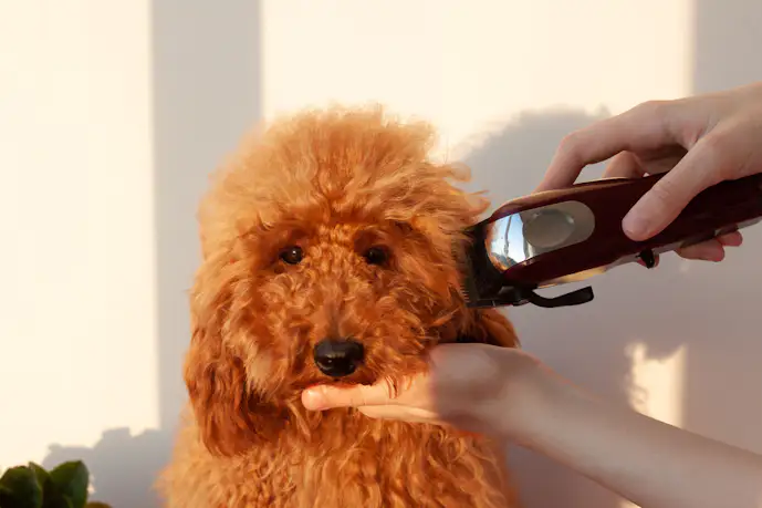 犬用バリカンの人気おすすめランキング。初心者も使える“ペット用トリミング商品”を比較