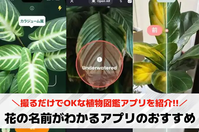花の名前がわかるアプリのおすすめ13選。撮るだけでOKな植物図鑑アプリとは?