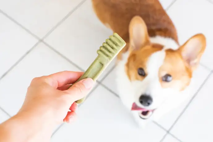 犬用歯磨きガムのおすすめ19選。ワンちゃんのお口の健康を保つ人気商品を徹底比較