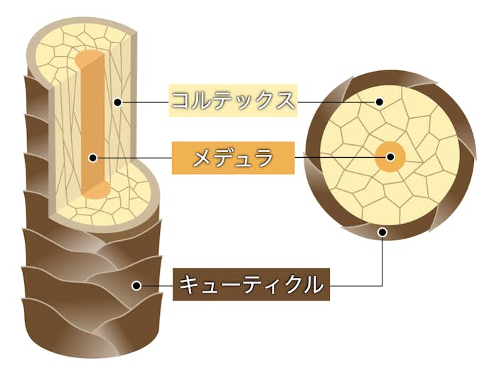 髪の内部構造