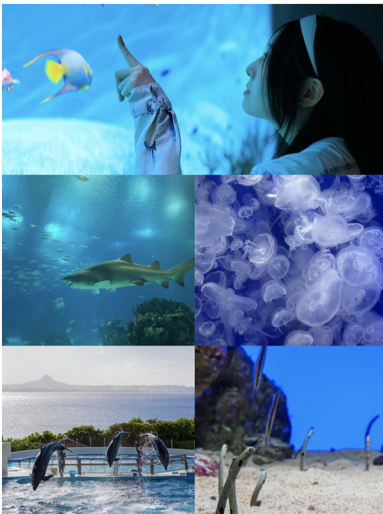 BeautyPlusの『コラージュ』機能で写真をレイアウトした画像