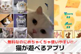 猫が遊べるアプリのおすすめ3選。ペットのた...
