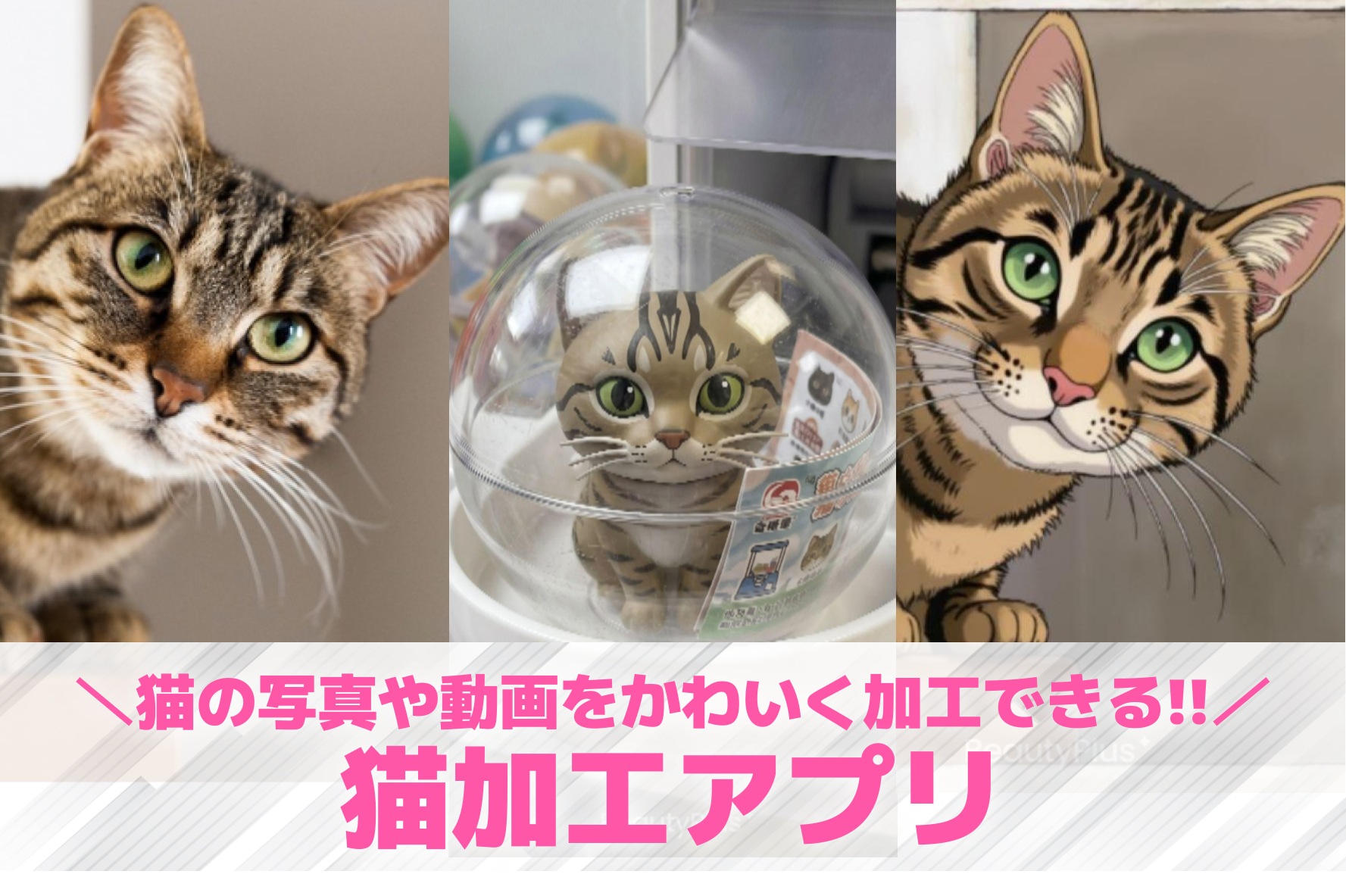 【無料】猫加工アプリおすすめランキ...