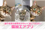 【無料】猫加工アプリおすすめランキング9選