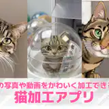 【無料】猫加工アプリおすすめランキング9選