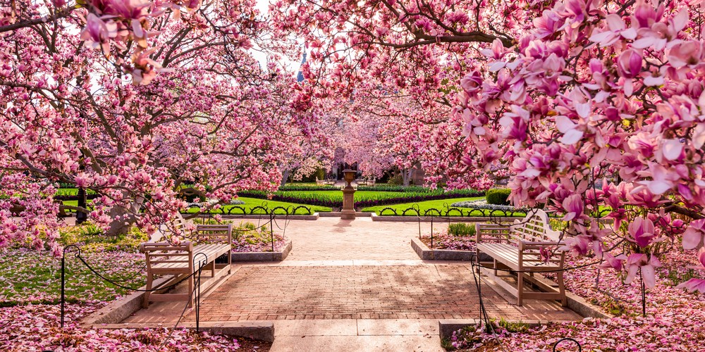 お花見デートは東京で。美しい夜桜が...