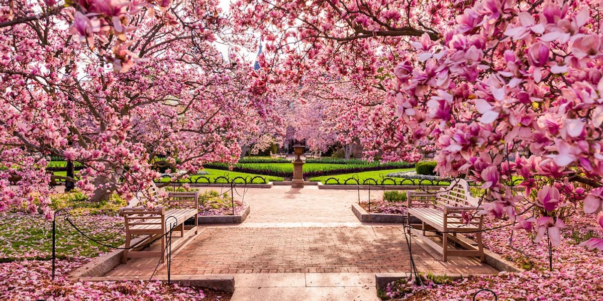お花見デートは東京で 美しい夜桜が見えるレストラン 5選 Smartlog