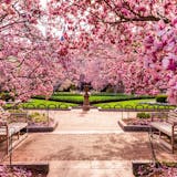 桜 レストラン 東京