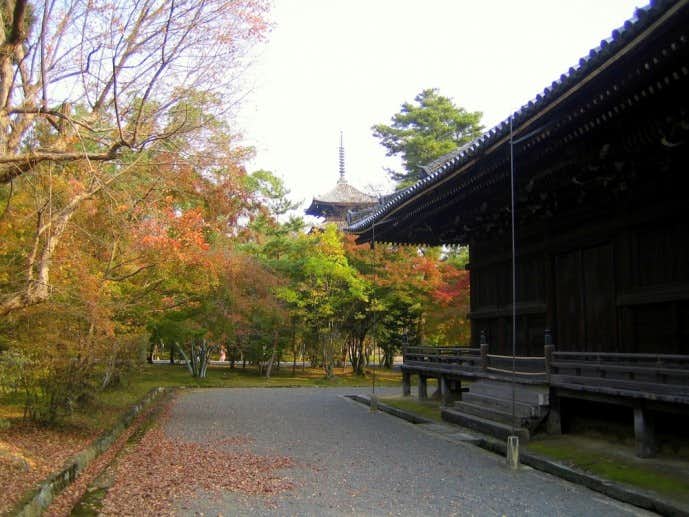 京都にある仁和寺の紅葉