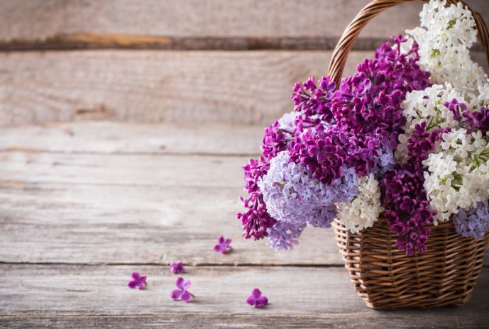 ライラック　花