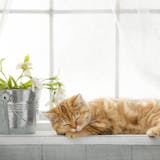 猫カフェ