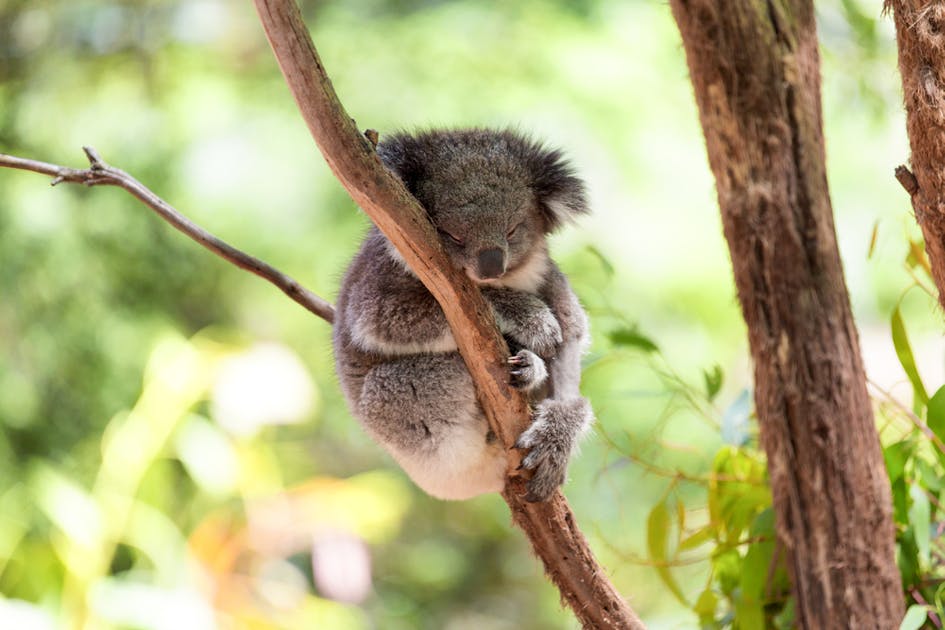 東京 動物園デートにおすすめのスポット5選 A Smartlog