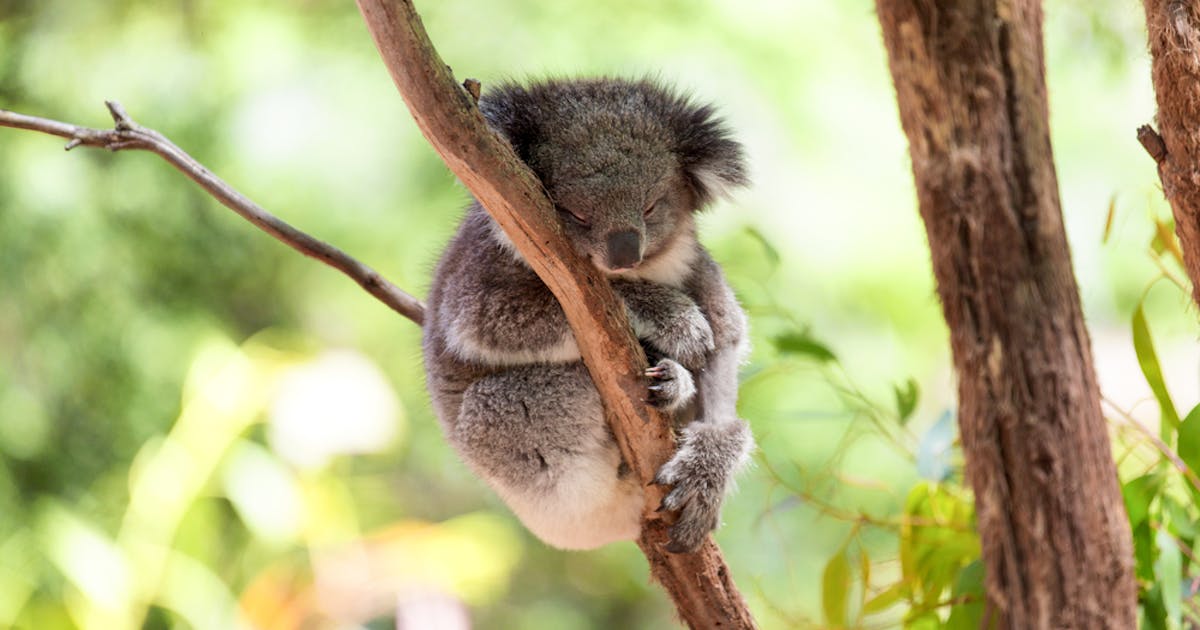 東京 動物園デートにおすすめのスポット5選 A Smartlog 東京 動物園デートにおすすめのスポット5選 A Smartlog