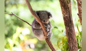 【東京】動物園デートにおすすめのス...