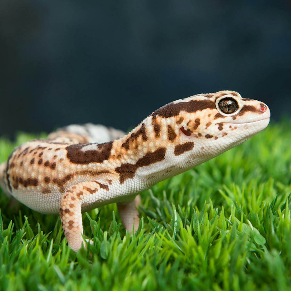 ヒョウモントカゲモドキの飼育環境から餌まで飼い方の教科書 Smartlog ヒョウモントカゲモドキの飼育環境から餌まで飼い方の教科書 Smartlog